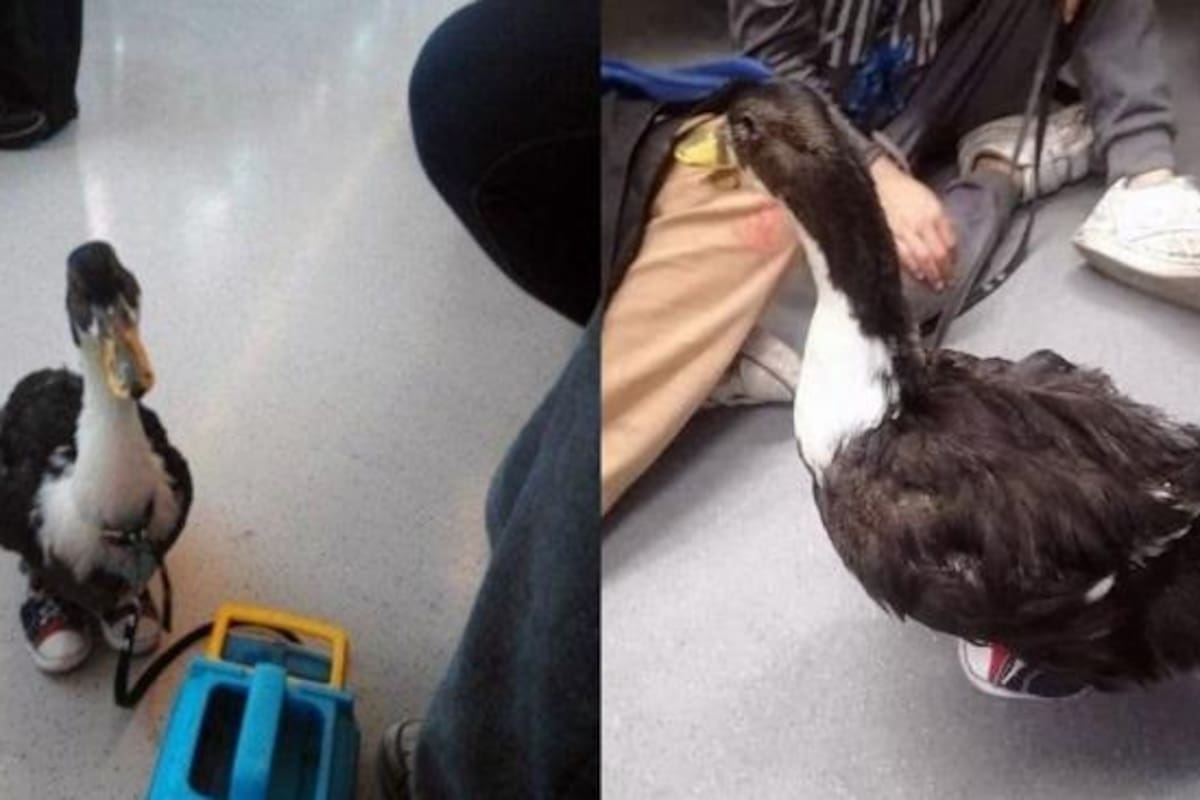 FOTOS: Bruna, pata con zapatos, pasea por el metro de CDMX