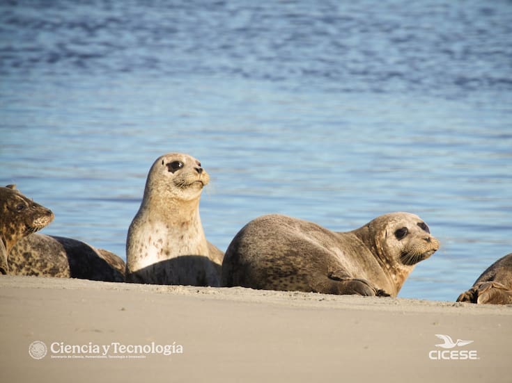 Investigadores alertan drástica disminución de focas de puerto en México