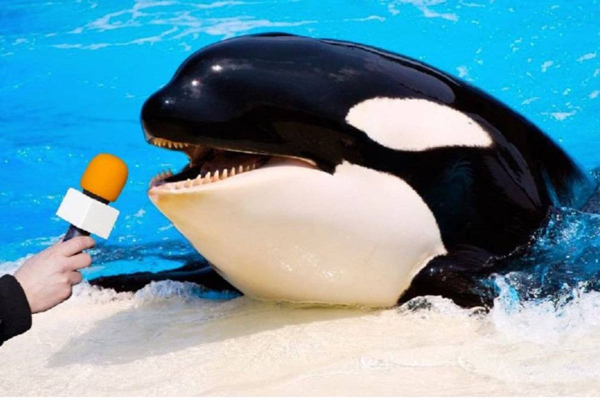 ¿Por qué las orcas atacan botes de gente rica? La respuesta de un experto que te sorprenderá