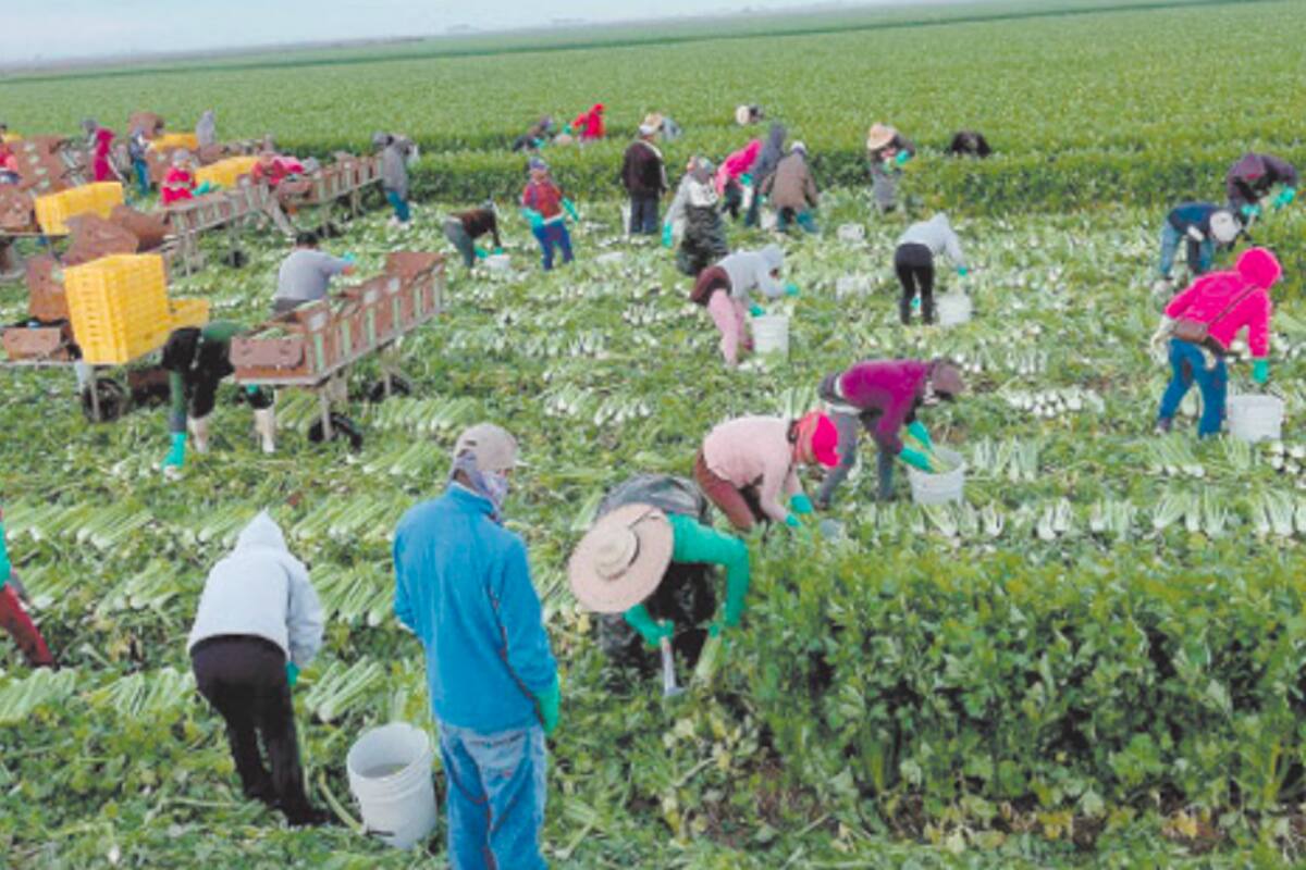 Productores del Sur salen bien librados pese a la pandemia