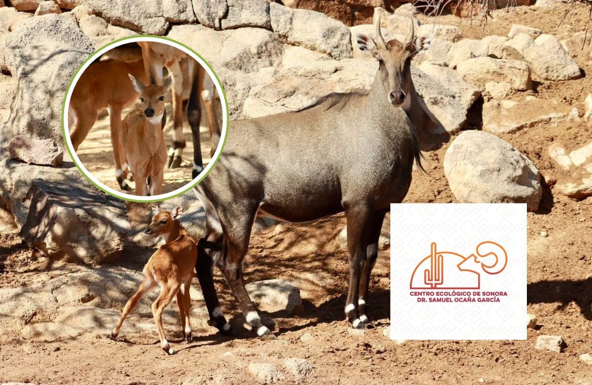 El Centro Ecológico de Sonora informó del nacimiento de dos antílopes Nilghai bajo su cuidado. FOTO: ESPECIAL