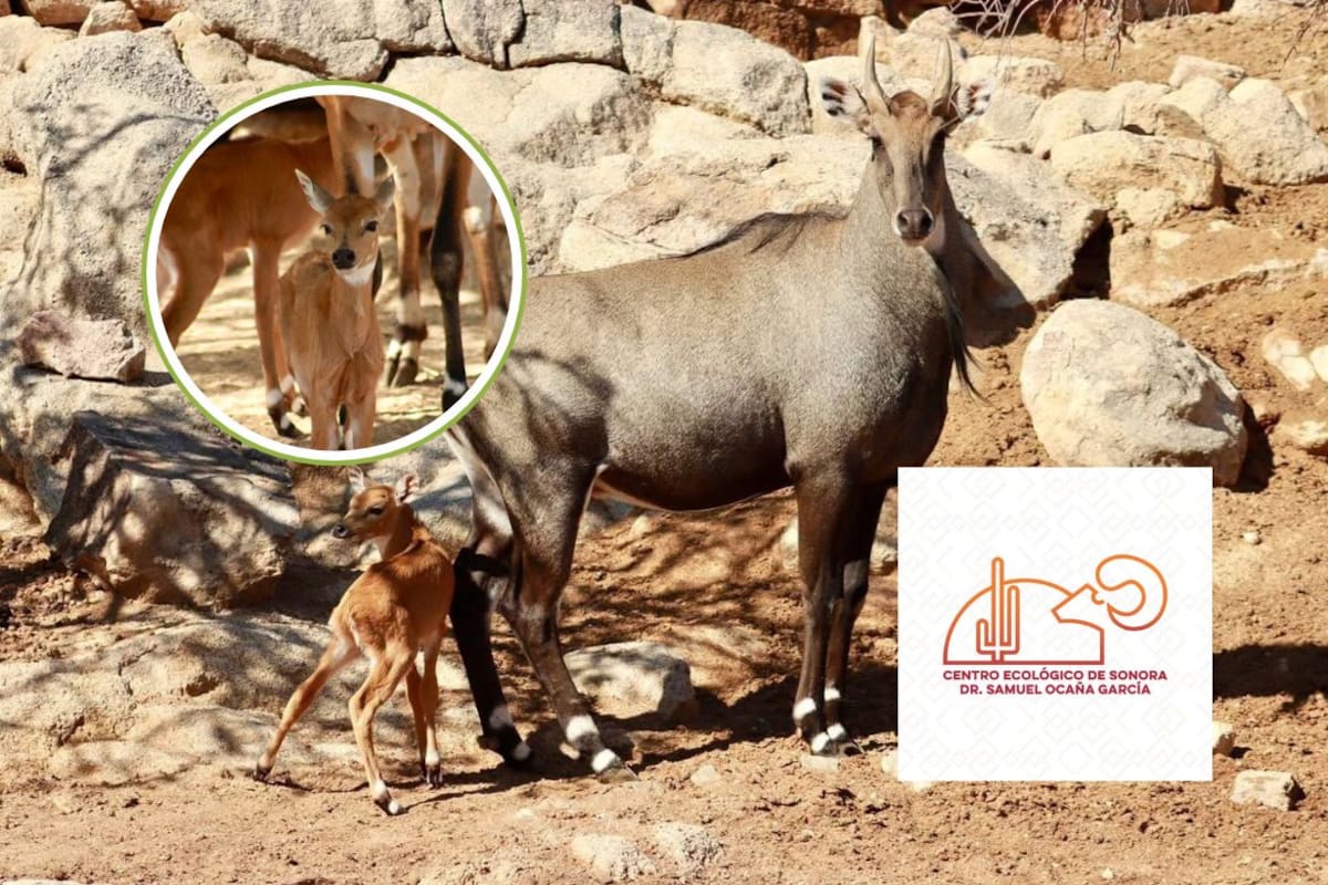 Nacen dos crías de antílope Nilghai en el Centro Ecológico de Sonora y sus primeros días transcurren bajo cuidados especializados