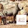 Nacen dos crías de antílope Nilghai en el Centro Ecológico de Sonora y sus primeros días transcurren bajo cuidados especializados