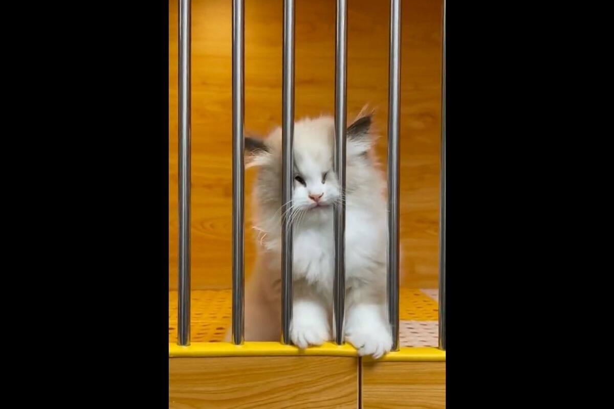 VIRAL: Gatitos se entristecen al creer que están "encarcelados"