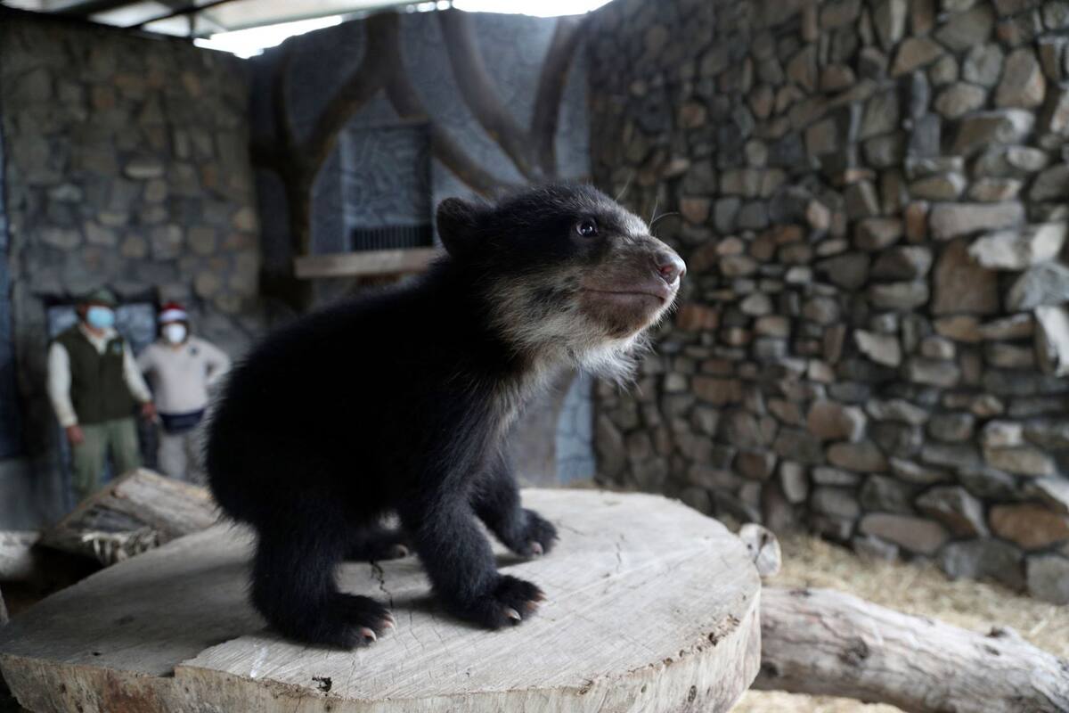 Animales de zoológico en Perú destrozan 'juguetes' navideños
