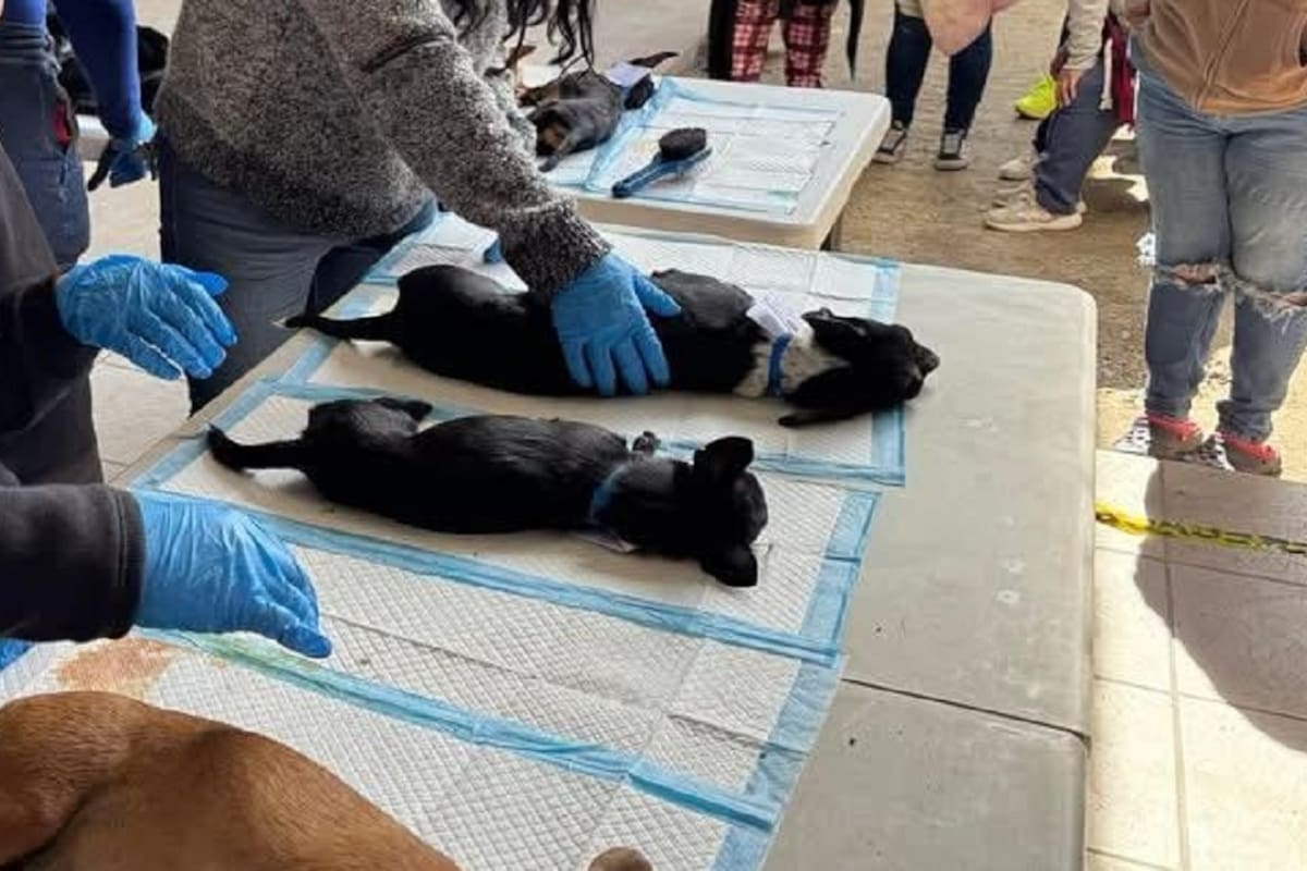 Realizarán campaña de esterilización para perros y gatos