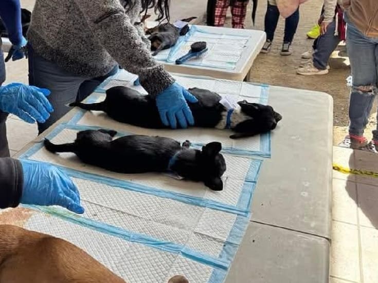 Realizarán campaña de esterilización para perros y gatos
