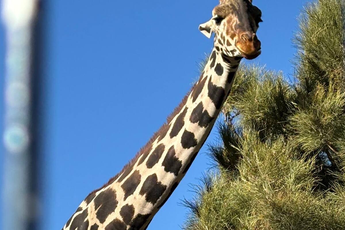 Jirafa Benito llegó a Africam Safari y se destacó como el macho semental de su manada