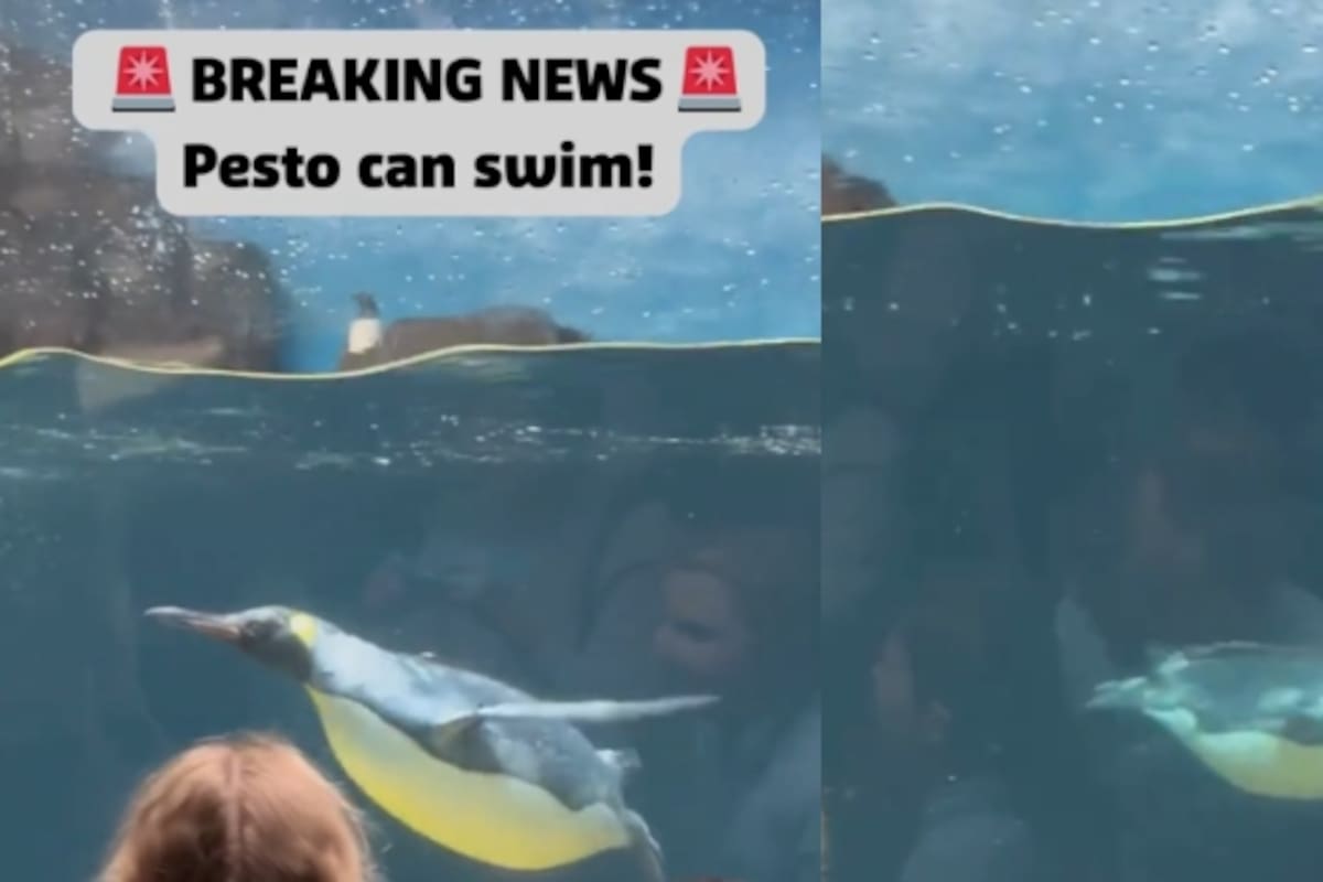 VIDEO: Pesto, el pingüino bebé que se volvió viral por su tupido pelaje, ahora creció y aprendió a nadar