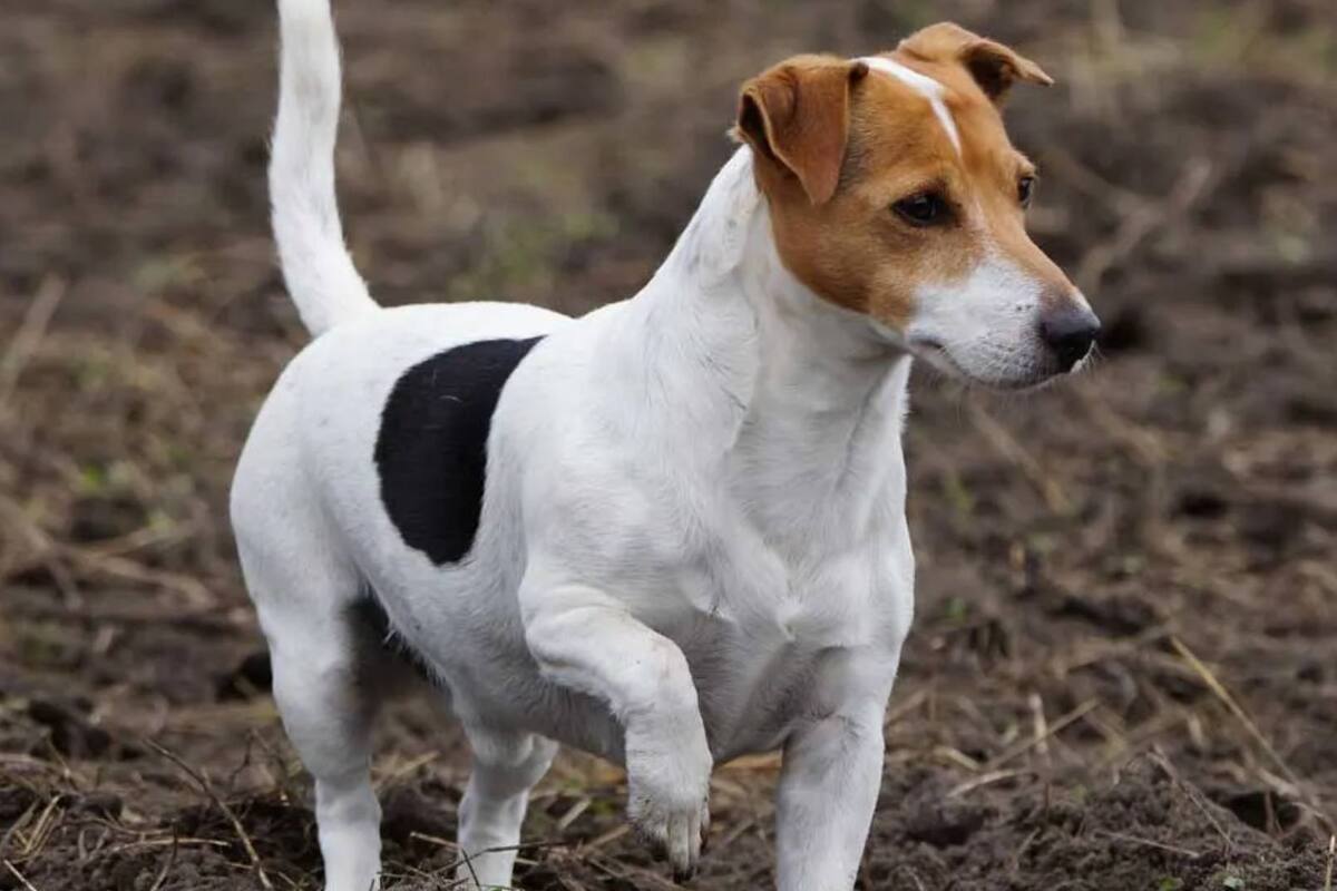 Perro destroza los genitales de su dueño en Alemania; la policía investiga el caso