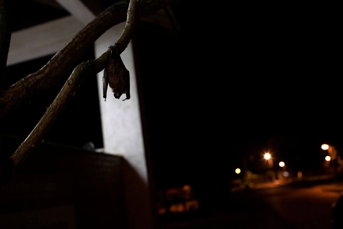 Un murciélago cuelga de una rama junto al Instituto Fiocruz, un centro estatal brasileño, en el parque estatal de Pedra Branca, cerca de Río de Janeiro, el martes 17 de noviembre de 2020 en Brasil. Se cree que los murciélagos fueron los huéspedes originales o intermedios de varios virus que han desencadenado pandemias recientes, como el COVID-19, el SARS, el MERS, el ébola, el nipah, el hendra y el marburg. (AP Foto/Silvia Izquierdo)