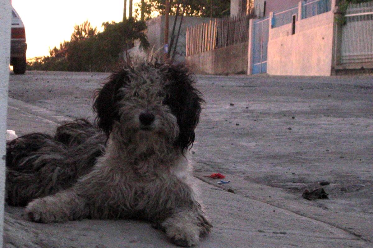 Aumentan en verano casos de deshidratación de perros callejeros: Rescatista