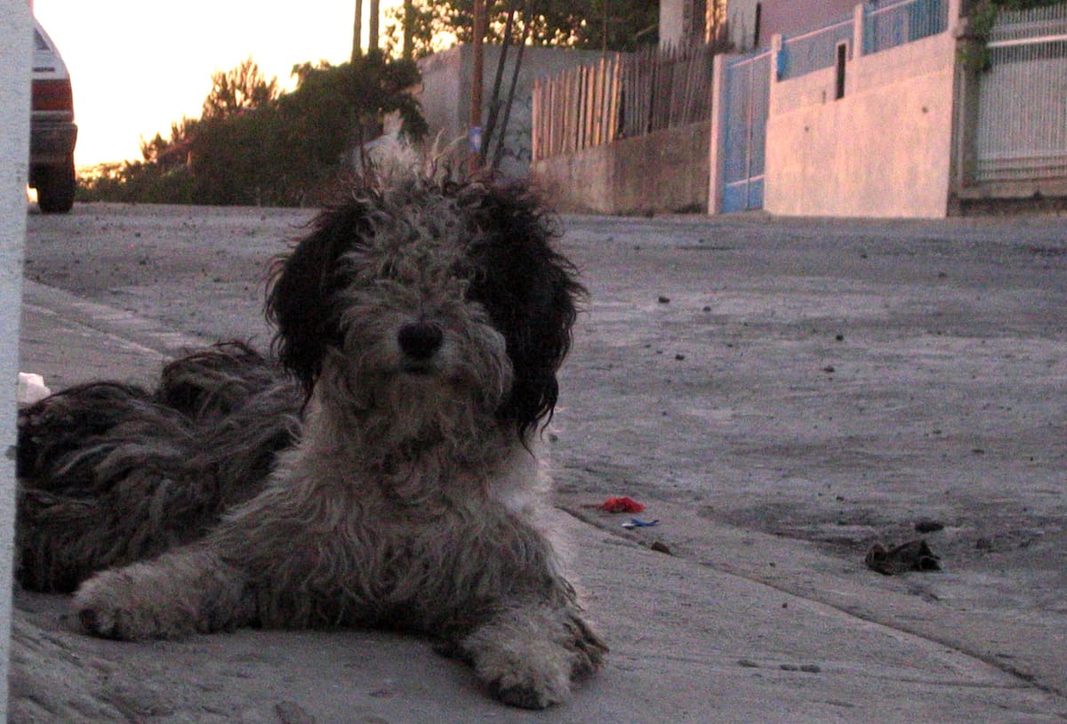 De acuerdo con la rescatista Eva Hernández, este 2024 ha sido el año con más casos de maltrato animal y abandono. Foto: Archivo