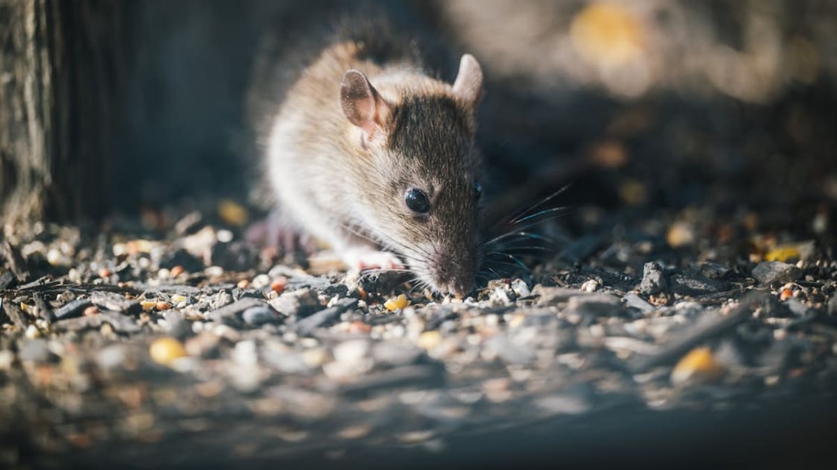 Hantavirus de los Andes: enfermedad sin cura específica que afecta pulmones, corazón y riñones y que ha encendido alertas tras casos recientes en un crucero internacional