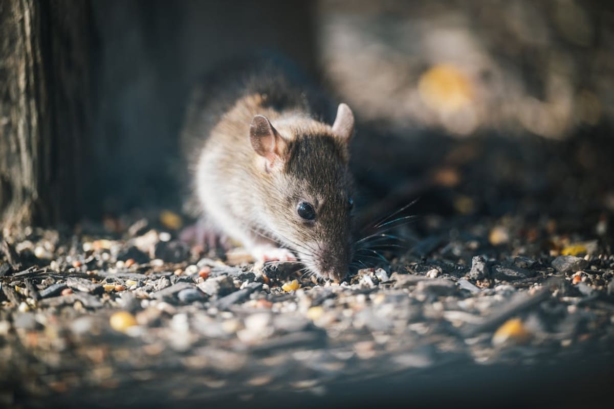 Hantavirus de los Andes: enfermedad sin cura específica que afecta pulmones, corazón y riñones y que ha encendido alertas tras casos recientes en un crucero internacional