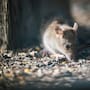 Hantavirus de los Andes: enfermedad sin cura específica que afecta pulmones, corazón y riñones y que ha encendido alertas tras casos recientes en un crucero internacional