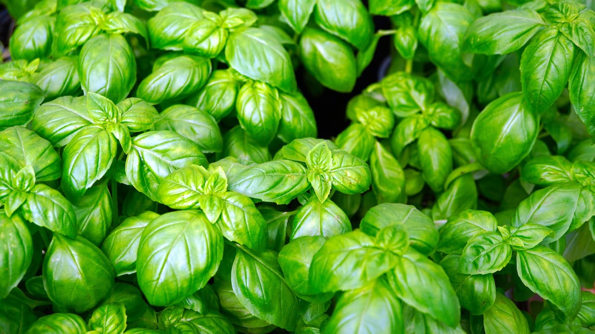 La albahaca fresca puede incorporarse a ensaladas, salsas y otras preparaciones para aportar sabor y variedad a la alimentación.