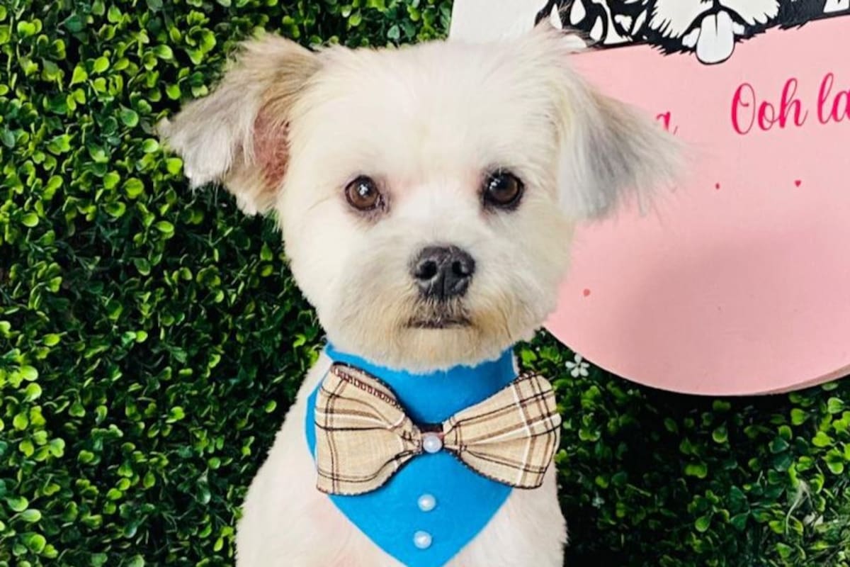 Rescatan perros en Tijuana y Rosarito y los envían a EU y Canadá