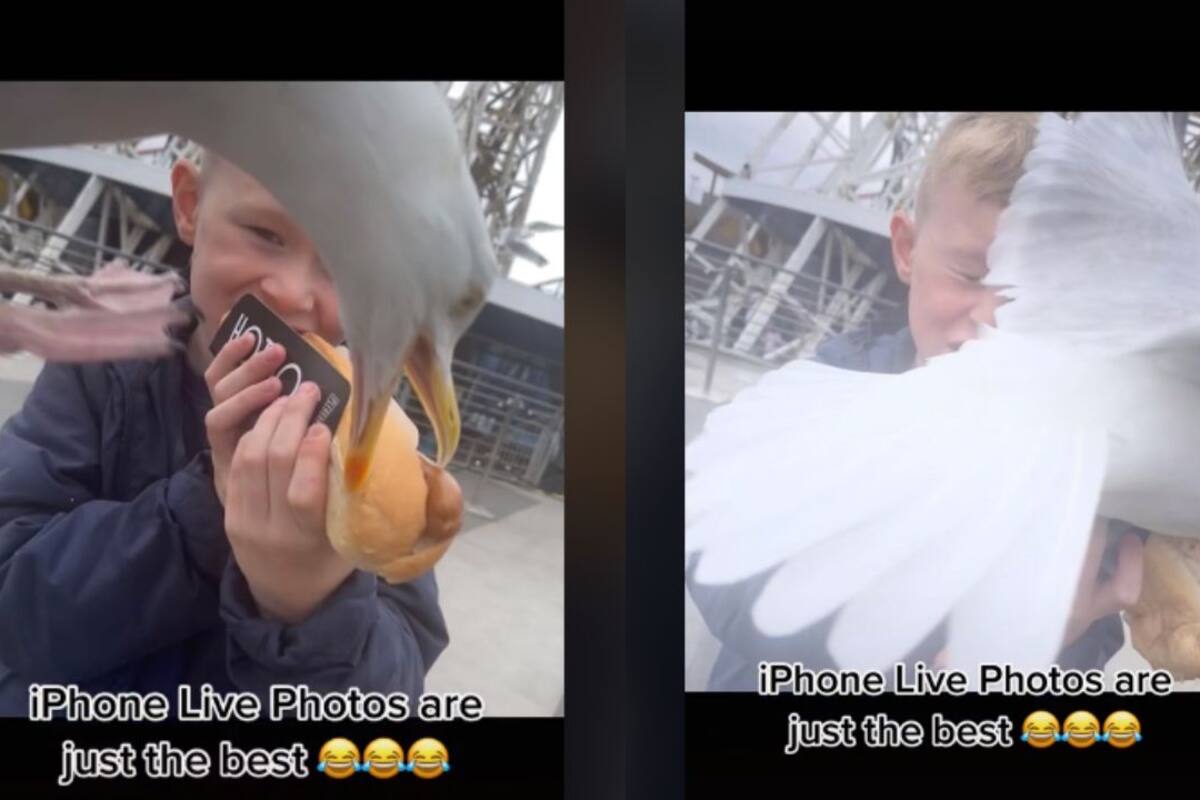 VIRAL: Gaviota sorprende a niño robándole su pan con hot dog