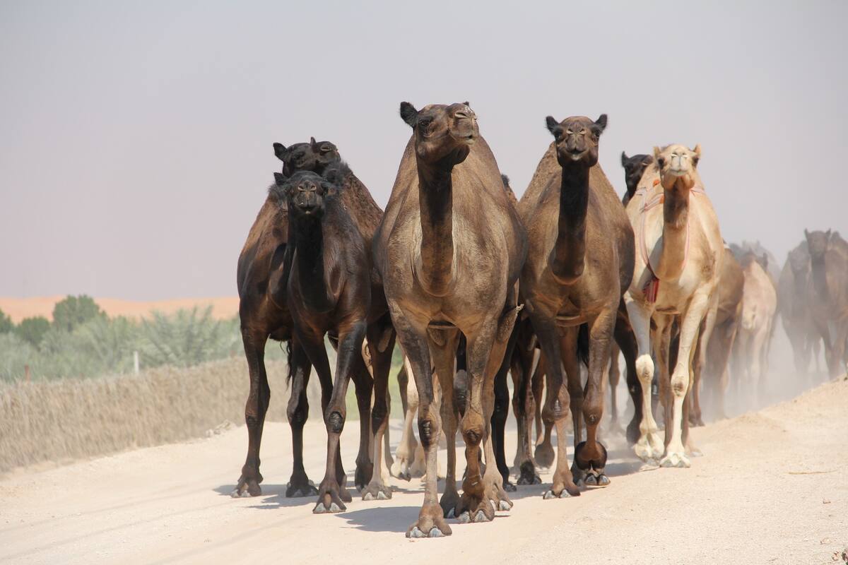 Ya mataron a 5 mil camellos en Australia, señalan