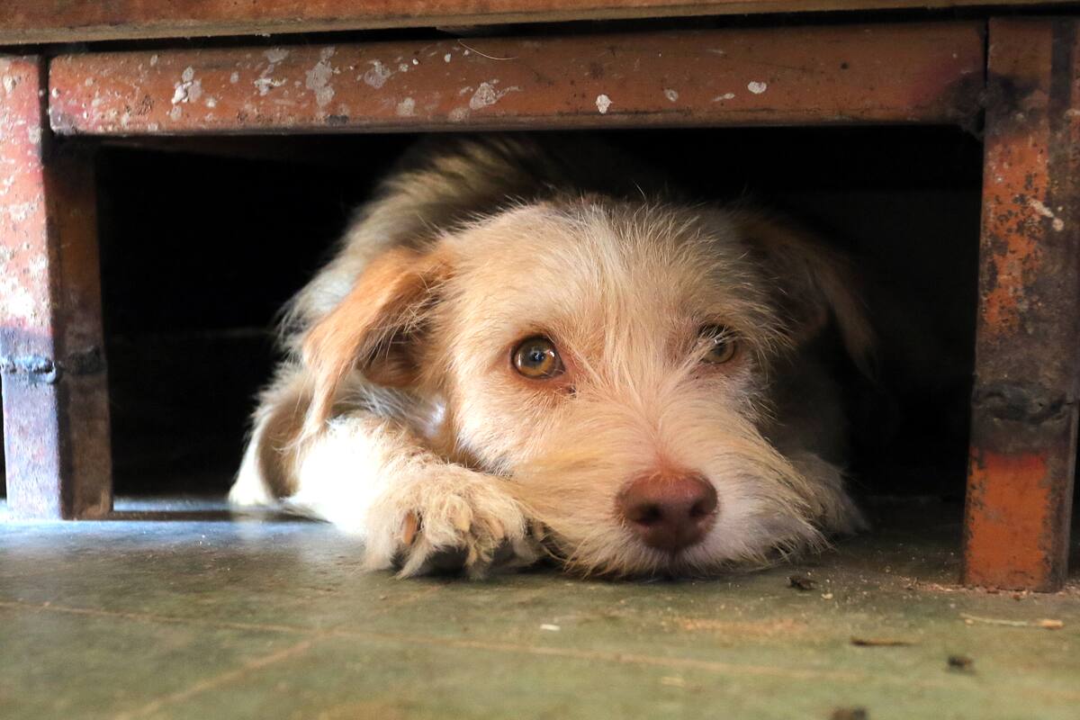 ¿Qué sueñan los perros y los gatos?, la gran incógnita del mundo animal