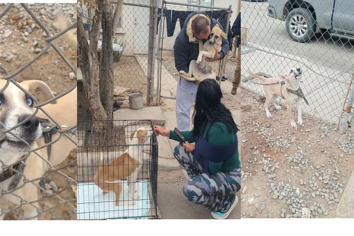Rescatan a tres perros encadenados tras denuncias por maltrato