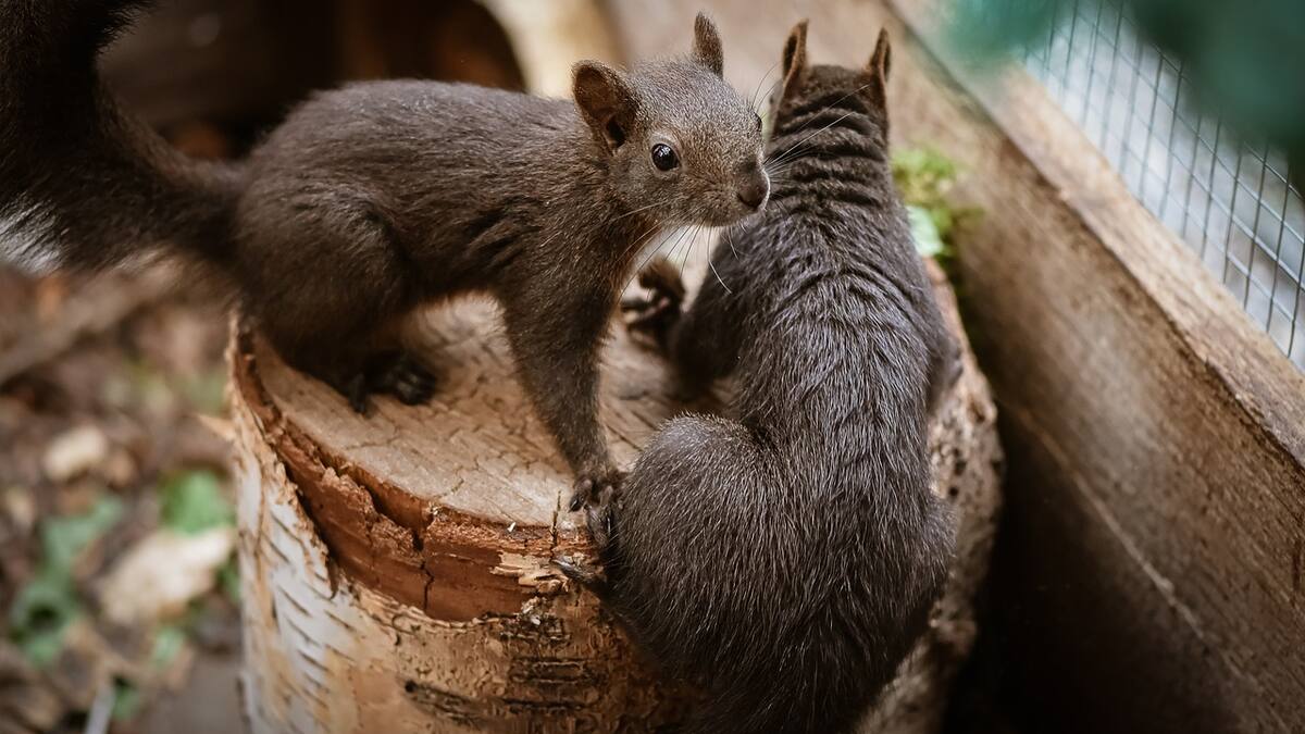 Ataques de ardilla agresiva aterroriza vecindario y manda a varios residentes al hospital