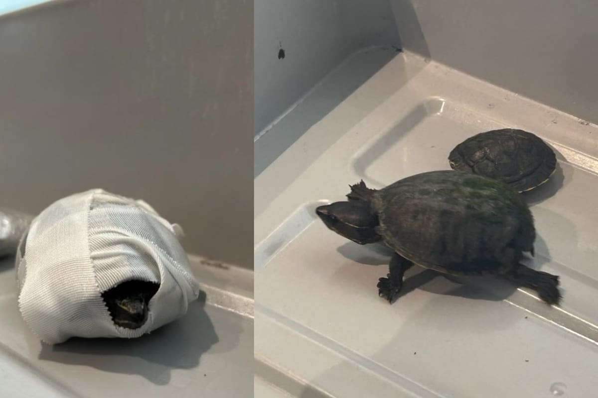 Decomisan en aeropuerto un par de tortugas escondidas en el brasier de una viajera en Florida