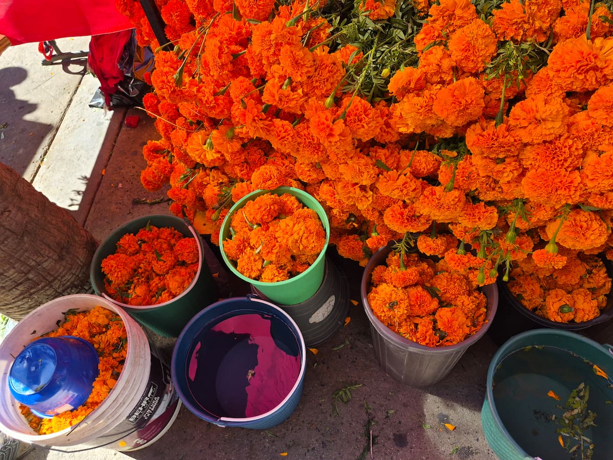 La venta de flor de cempasúchil registra buen movimiento en el centro de Tijuana ante la cercanía del Día de Muertos. Comerciantes ofrecen ramos desde 30 pesos y promociones de dos por 50 pesos, mientras compiten con otros puestos y atienden a quienes buscan flores para altares y panteones. Foto: Michelle Castillo