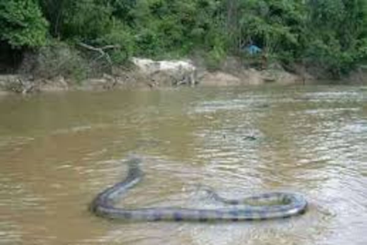 Trata de sacar una anaconda de un río con sus propias manos