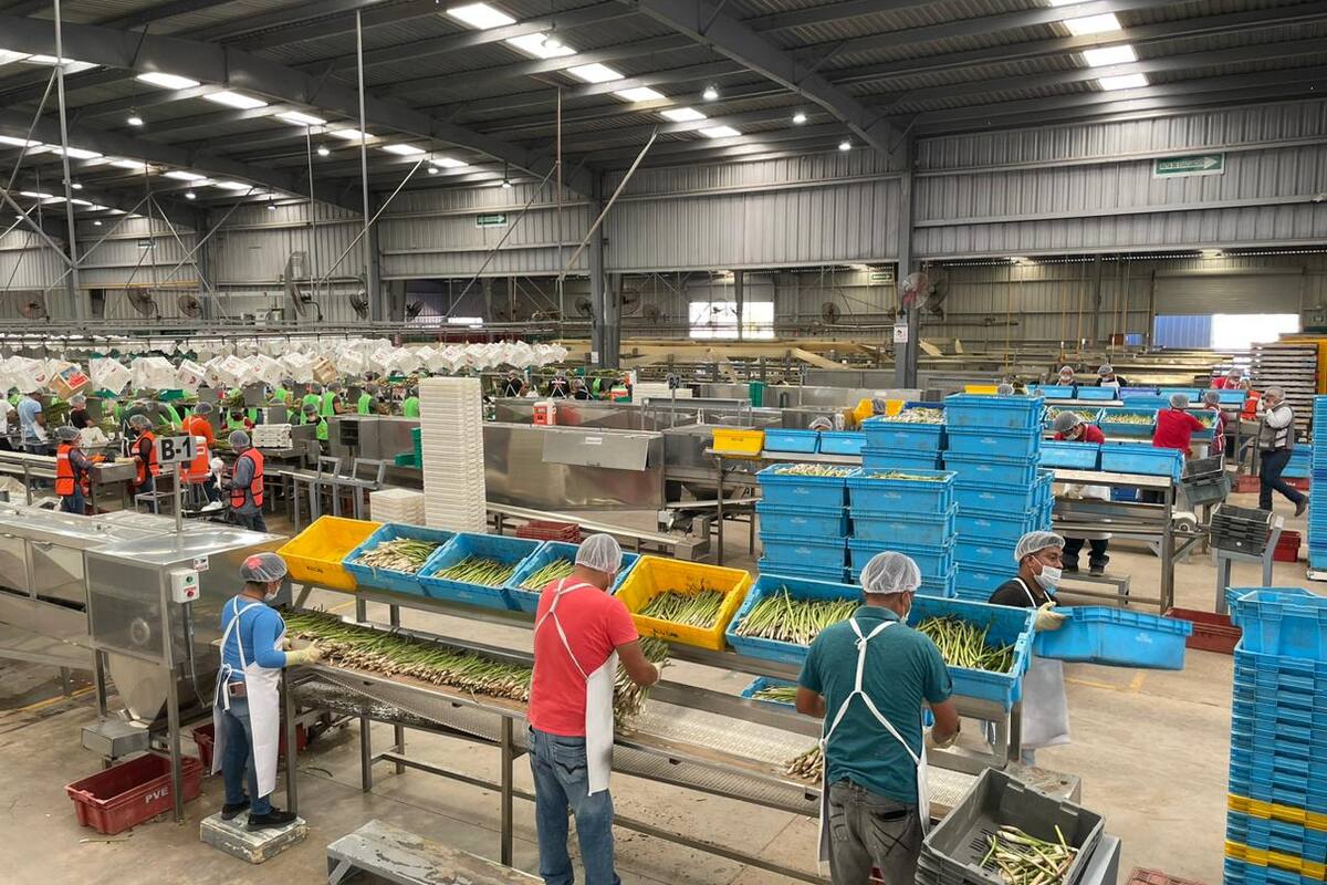 Advierten que crisis del campo en Sonora afectará a la agroindustria