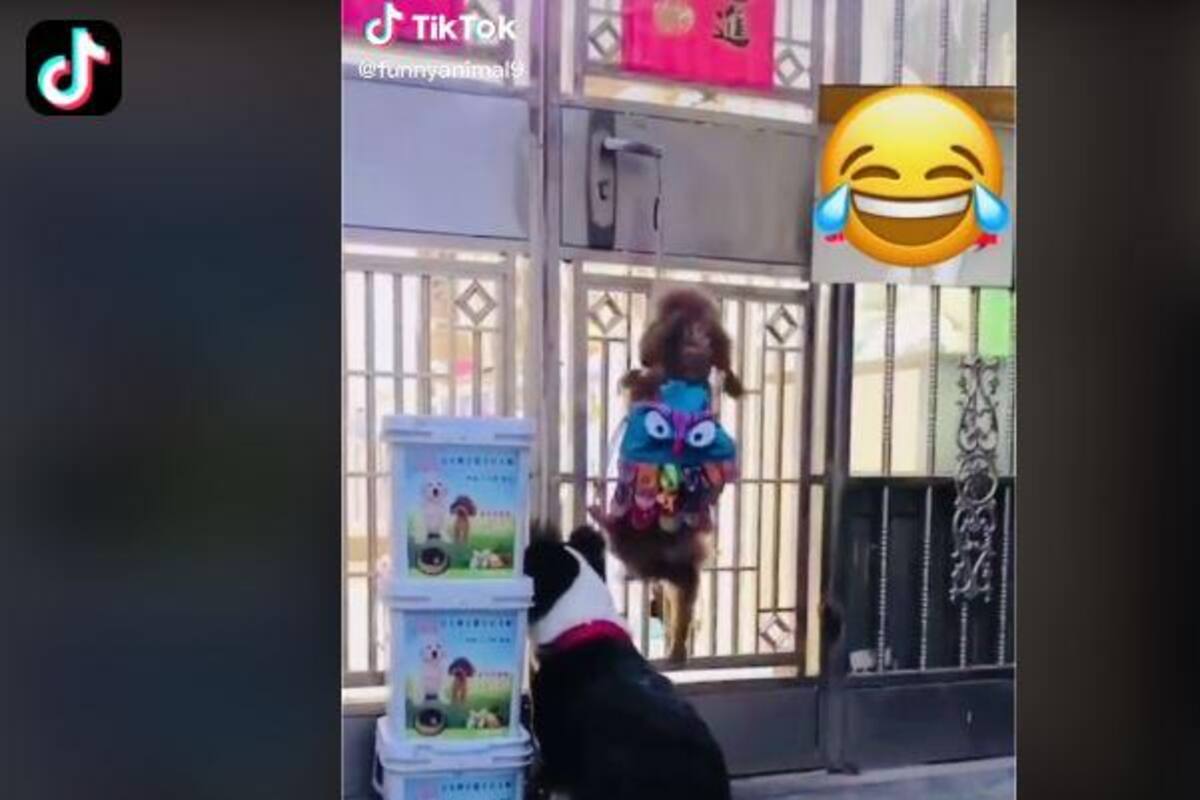 VIRAL: Perrito abre la puerta de su casa para que puedan pasar sus "amiguitos"
