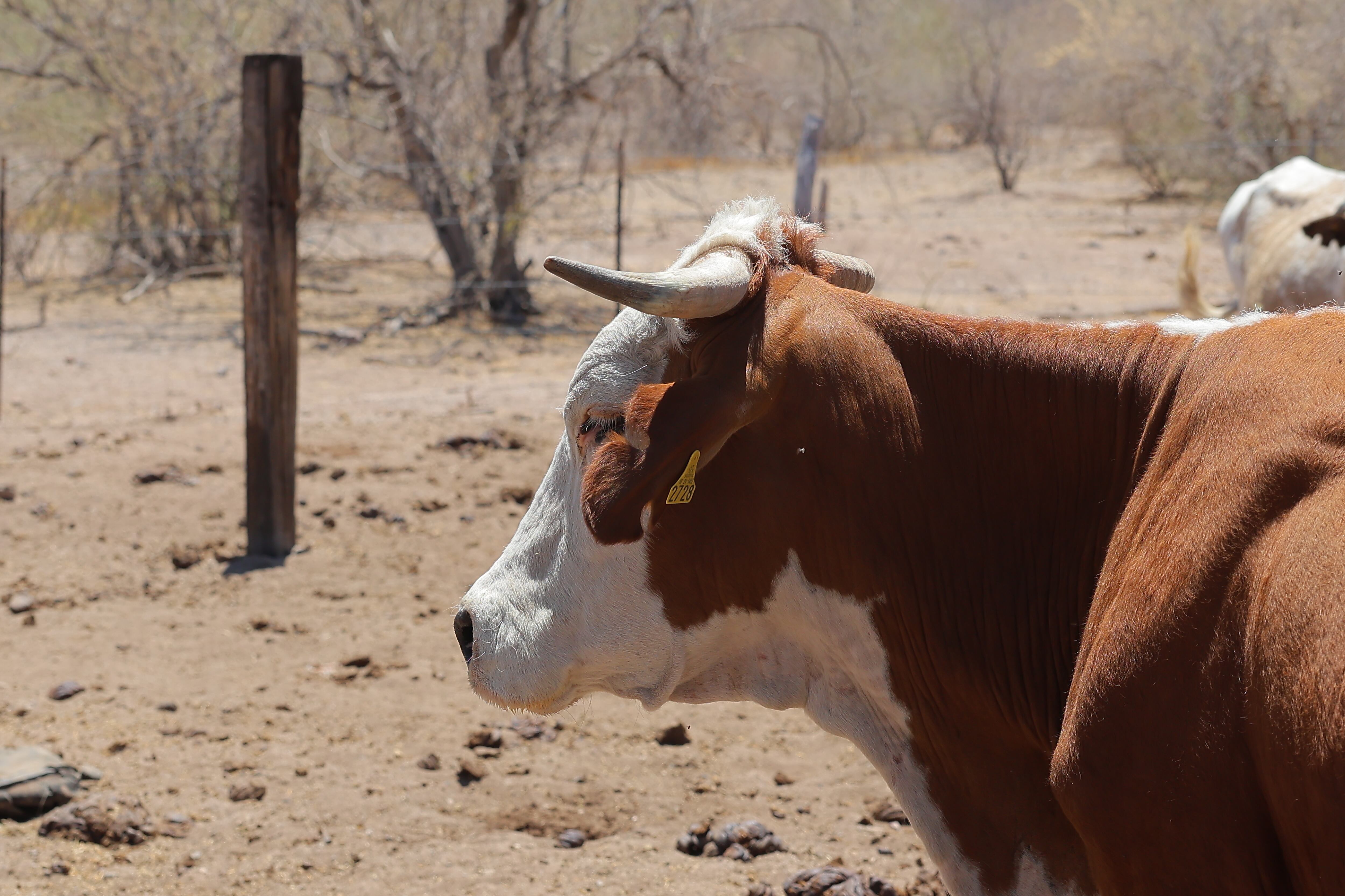 De acuerdo con el Grupo Consultor de Mercados Agrícolas (GCMA) el cierre de la frontera en lo que va del año ha generado pérdidas por 400 millones de dólares.