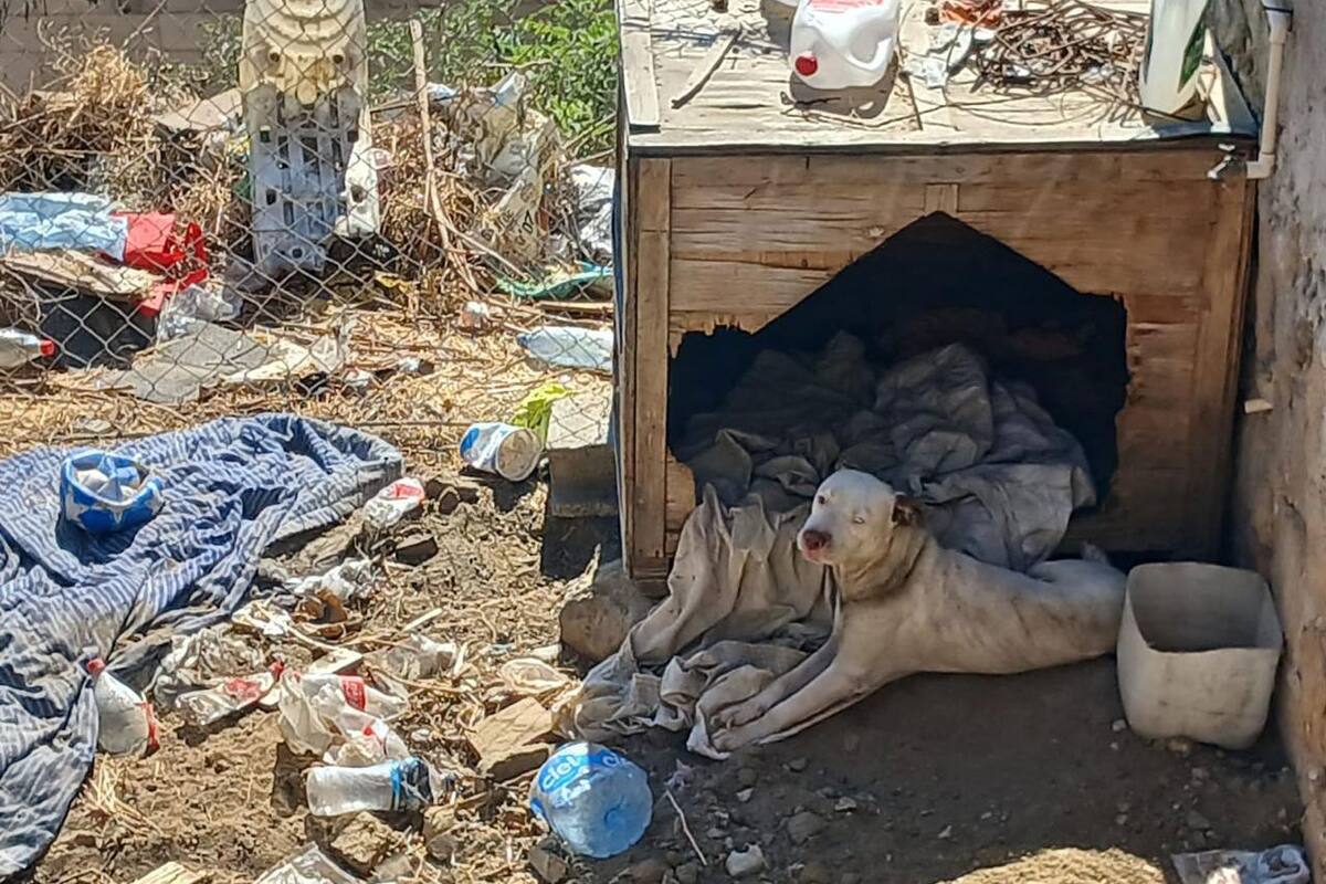 Maltrato animal: Rescata a perro en operativo de cateo en Tecate