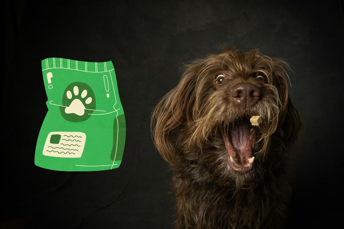 Croquetón 2025: Invitan a donar alimento para perros y gatos en Cd. Obregón
