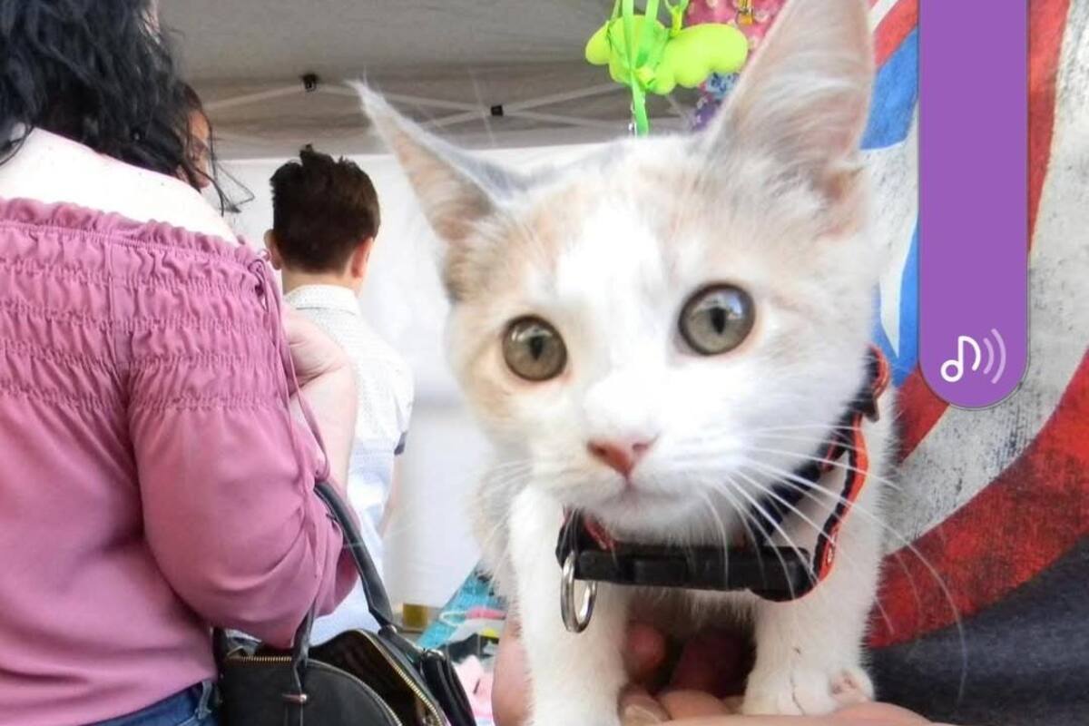 Invitan a celebrar San Valentín con gatos