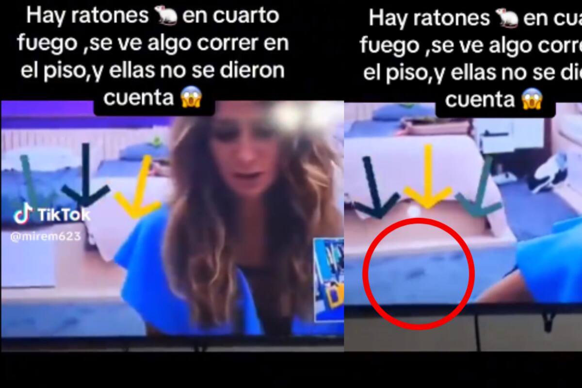 VIDEO: ¡descubren que dentro de ‘La Casa de los Famosos’ hay ratas!