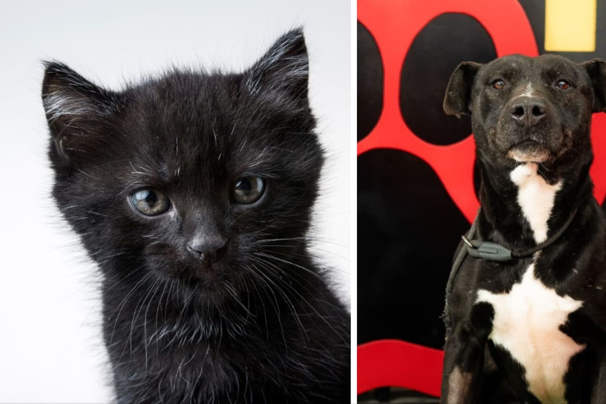 Piden proteger a mascotas negras durante festejos de Halloween en Baja California