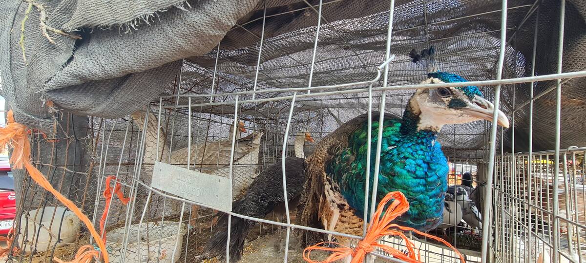 Hay hasta animales en venta.