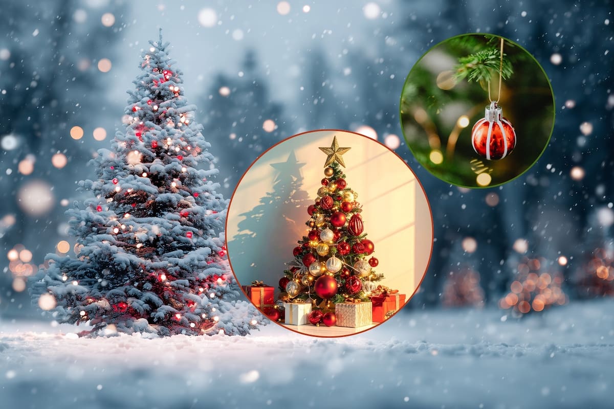 El árbol de navidad: Por qué se usa un Pino y no otro árbol, según historiadores y tradiciones