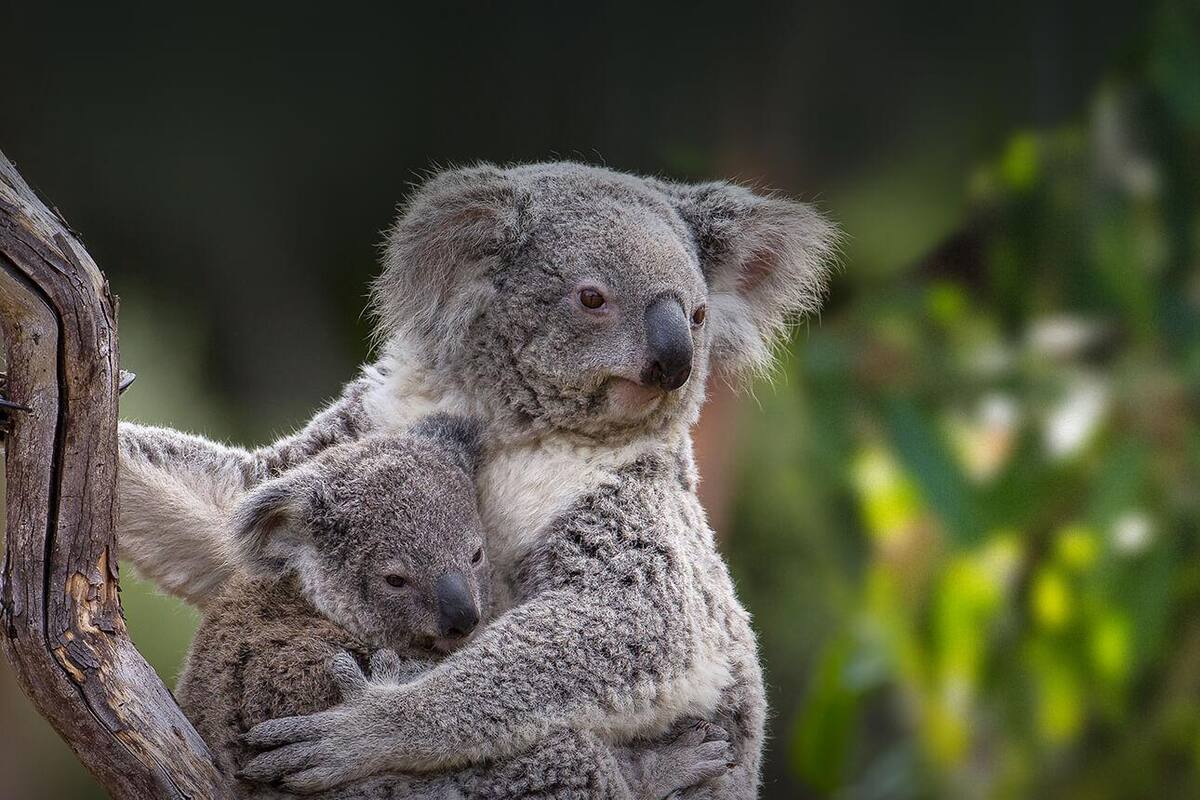 El Zoológico de San Diego duplicará y donará a Australia las entradas de un día