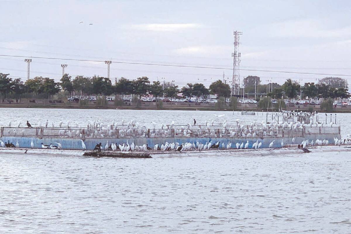 Adoptan garzas como su hogar la Laguna del Náinari en Ciudad Obregón