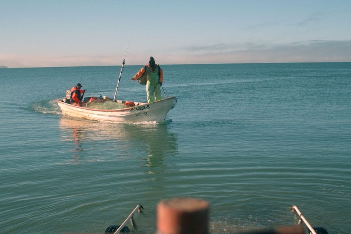 Proyectan hoy “El llanto de las tortugas” en Ciudad Obregón