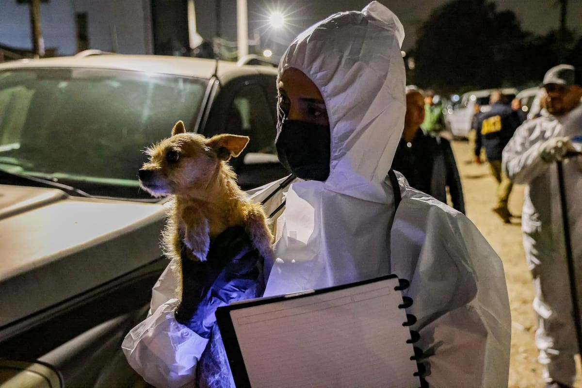 Gobierno de Marina coordina acción para protger a 300 perros en Ensenada