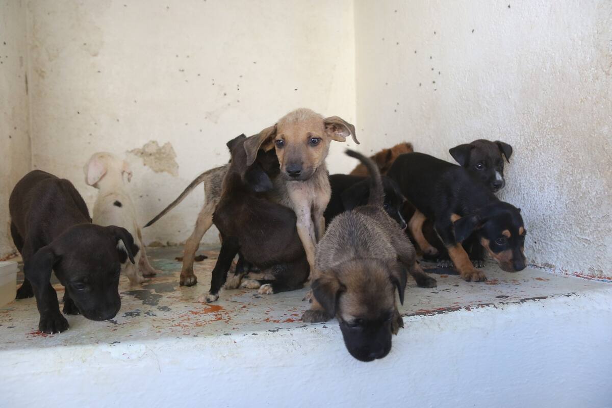 Afuera del Cacyf abandonan mascotas
