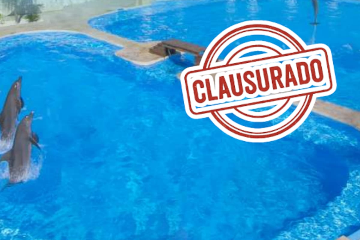 Clausura definitiva al Dolphinaris Barceló por maltrato y actividades no autorizadas: Profepa presenta denuncia penal