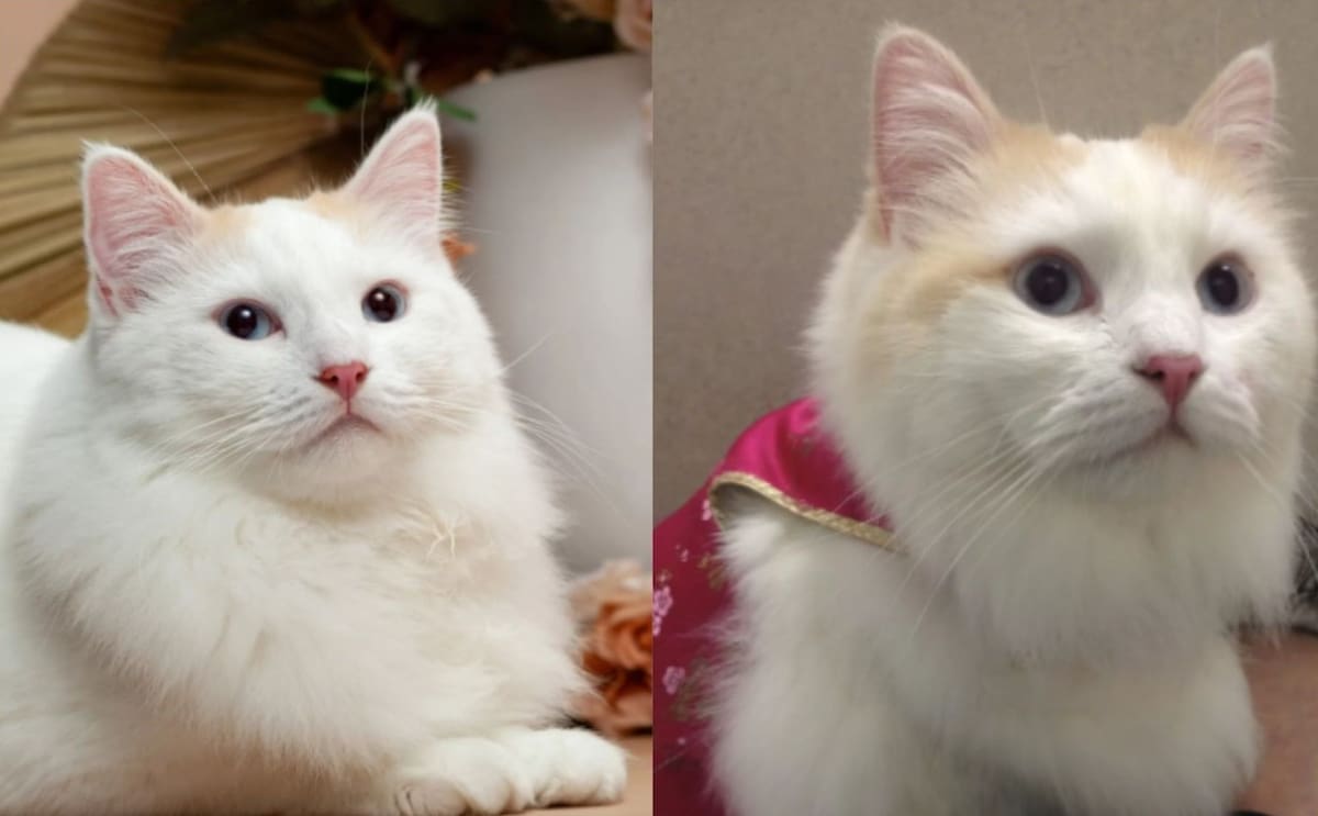 Belle (izq) y Chai (der) con 2 años de edad.│Foto: Captura de pantalla sitio web CloneKitty