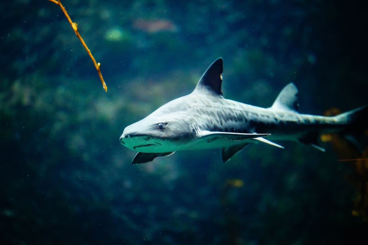 Las actividades incluyen estaciones de exploración, alimentación, charlas básicas sobre tiburones y mantarrayas. Foto: Cortesía