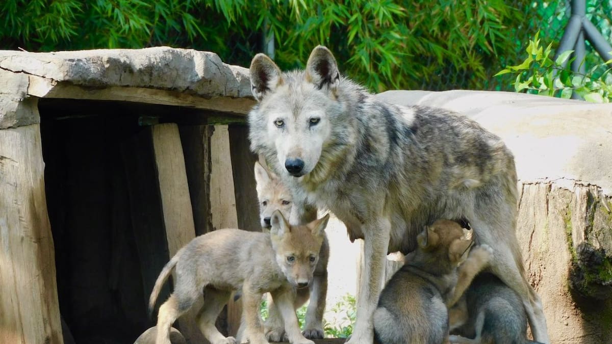 Tras la orden de Trump que revisa la protección del lobo gris y el lobo mexicano en Estados Unidos, México reitera su compromiso con la especie y fortalece acciones para su conservación