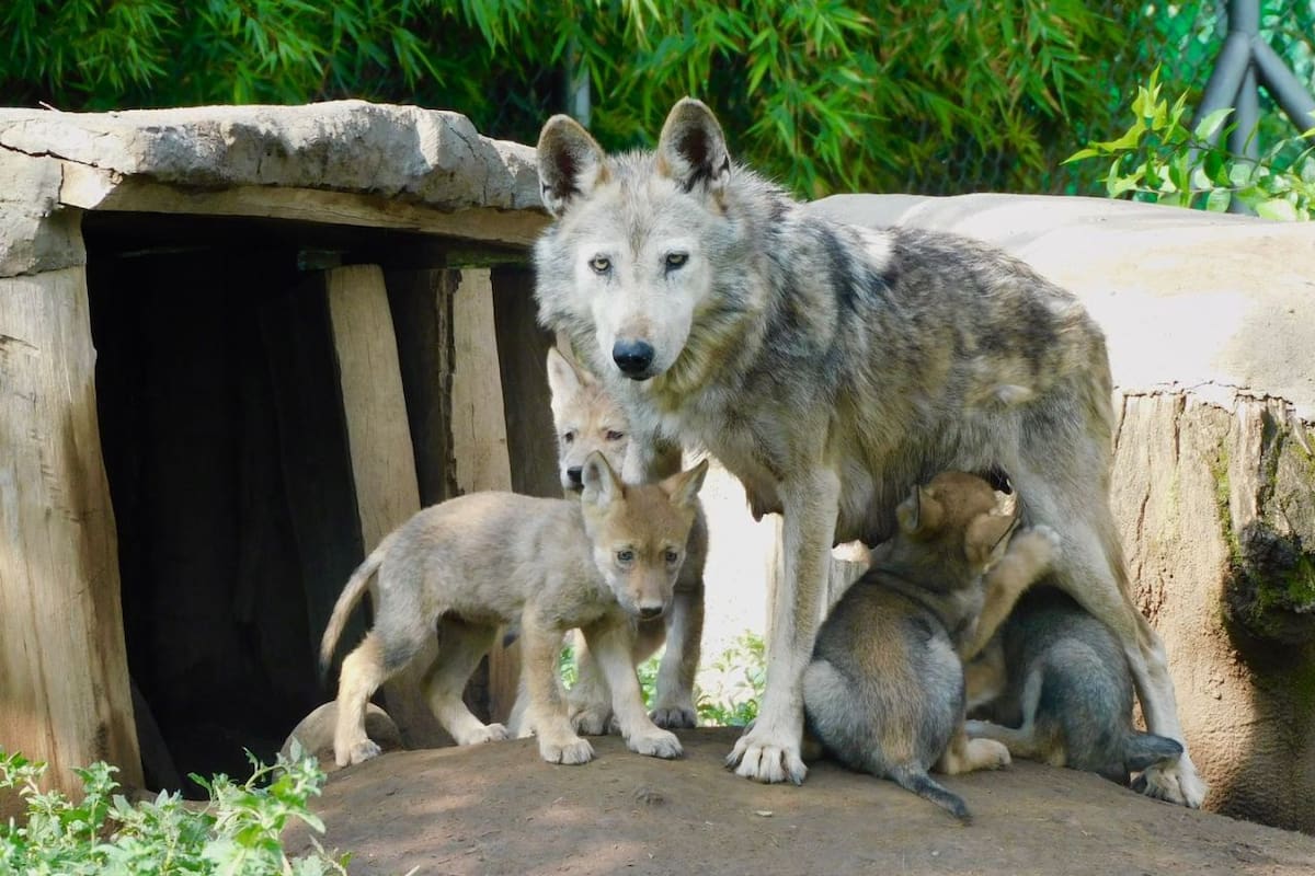 SEDEMA celebra el nacimiento de cuatro crías de lobo mexicano en el Zoológico de San Juan de Aragón: Un paso clave para su conservación